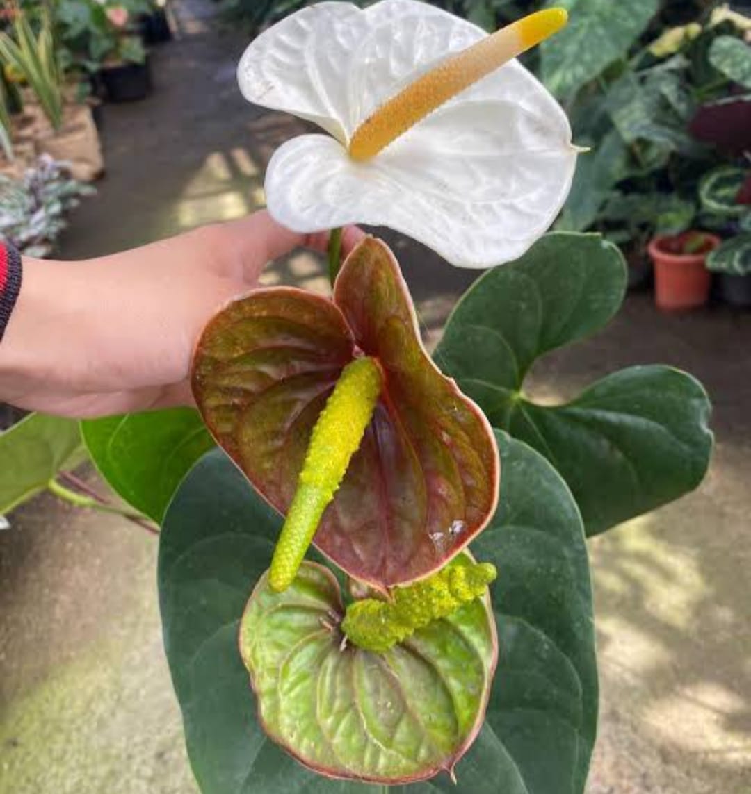 Anthurium Lokal