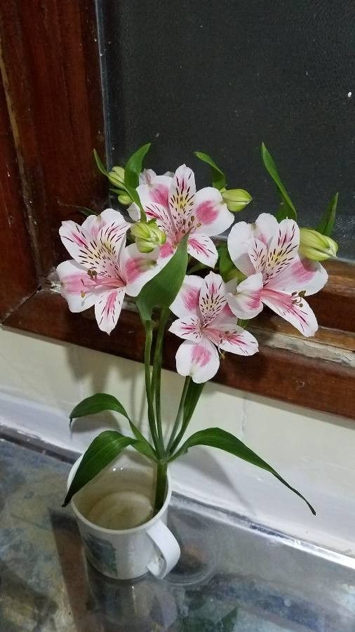 Astromelia