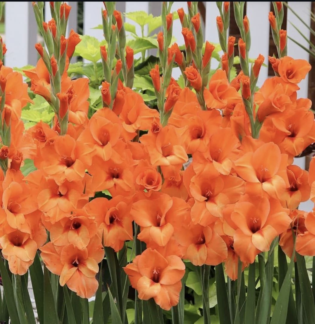 Gladiol Orange