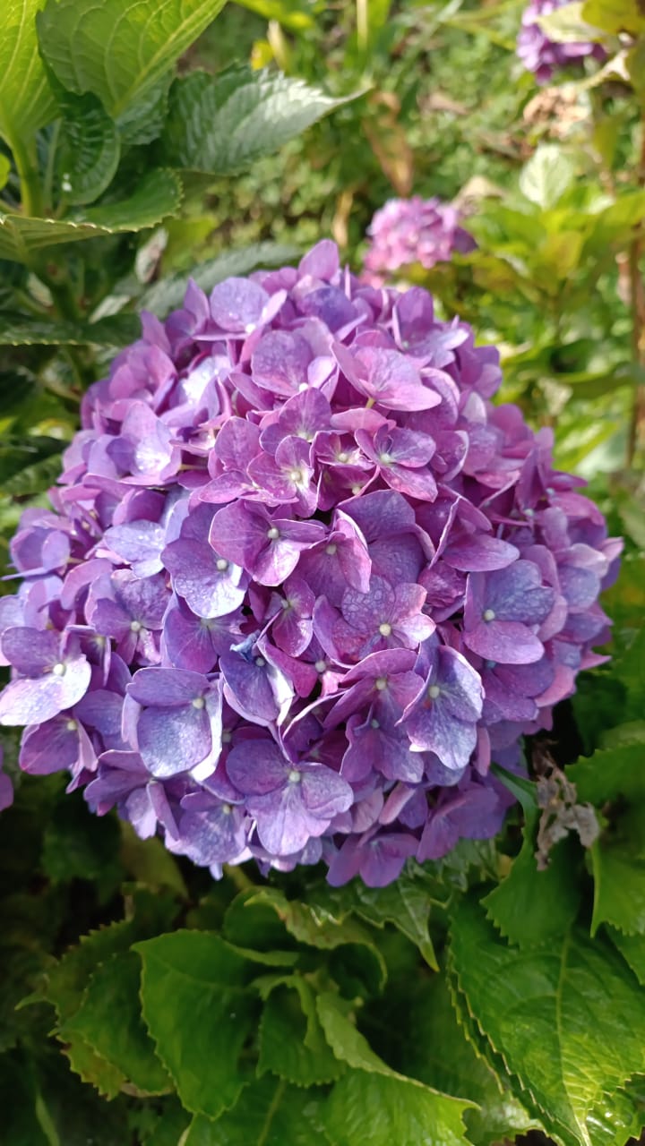Hortensia Lokal