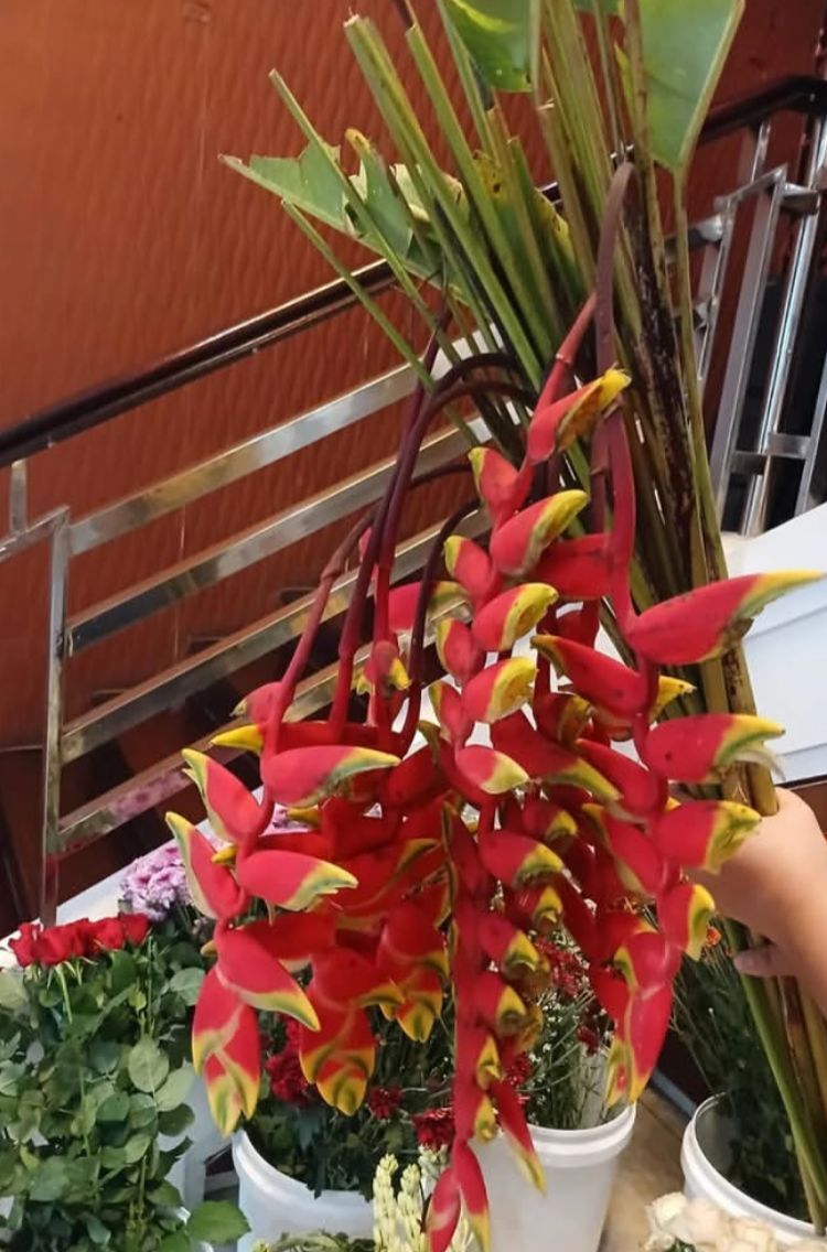 Pisang-Pisangan