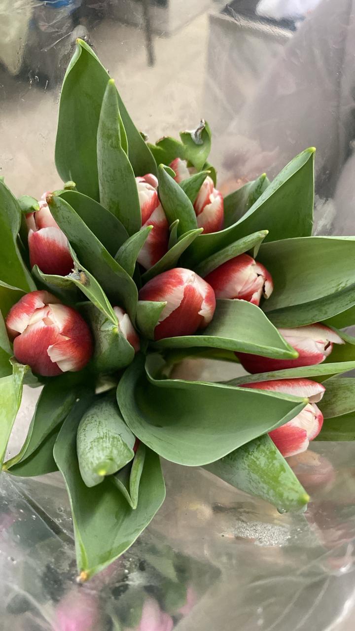 Tulip