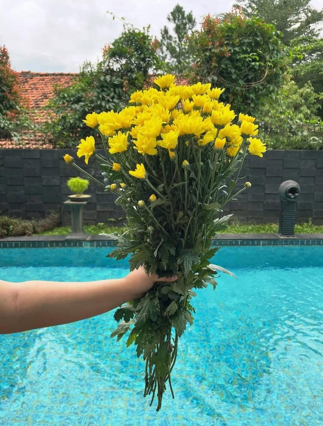 Aster Lokal