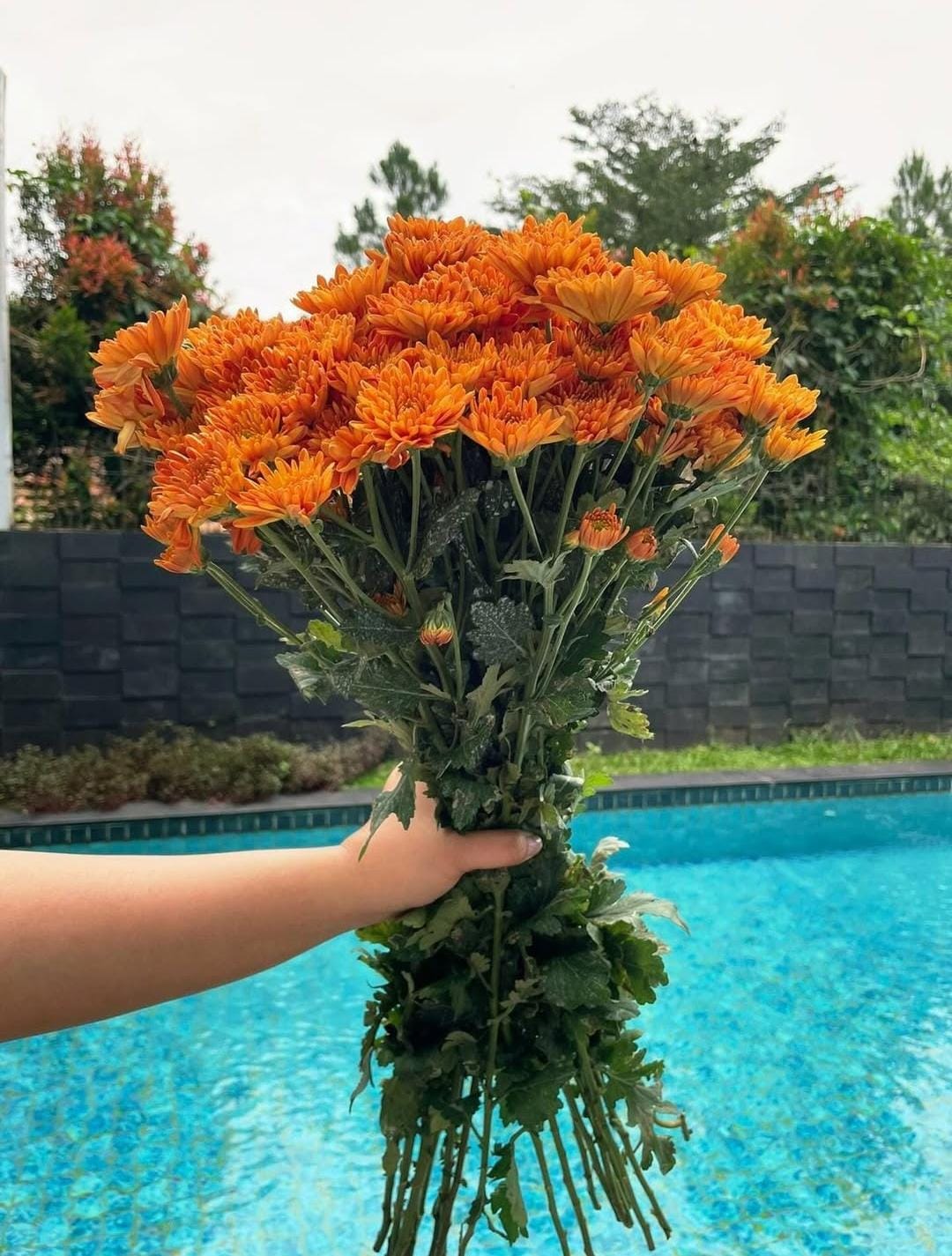 Aster Lokal