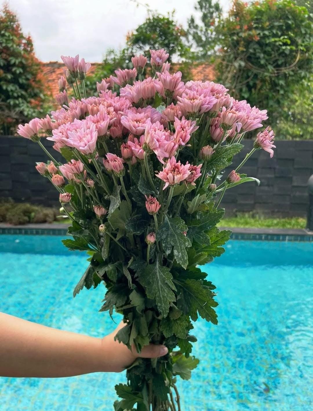 Aster Lokal