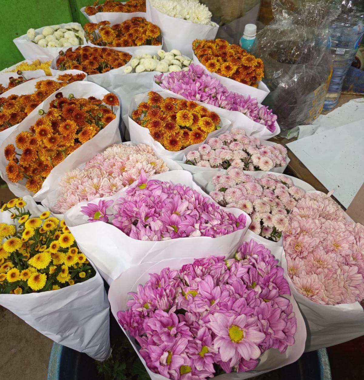 Aster Lokal