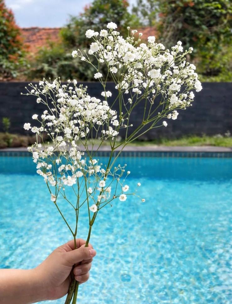 Baby Breath