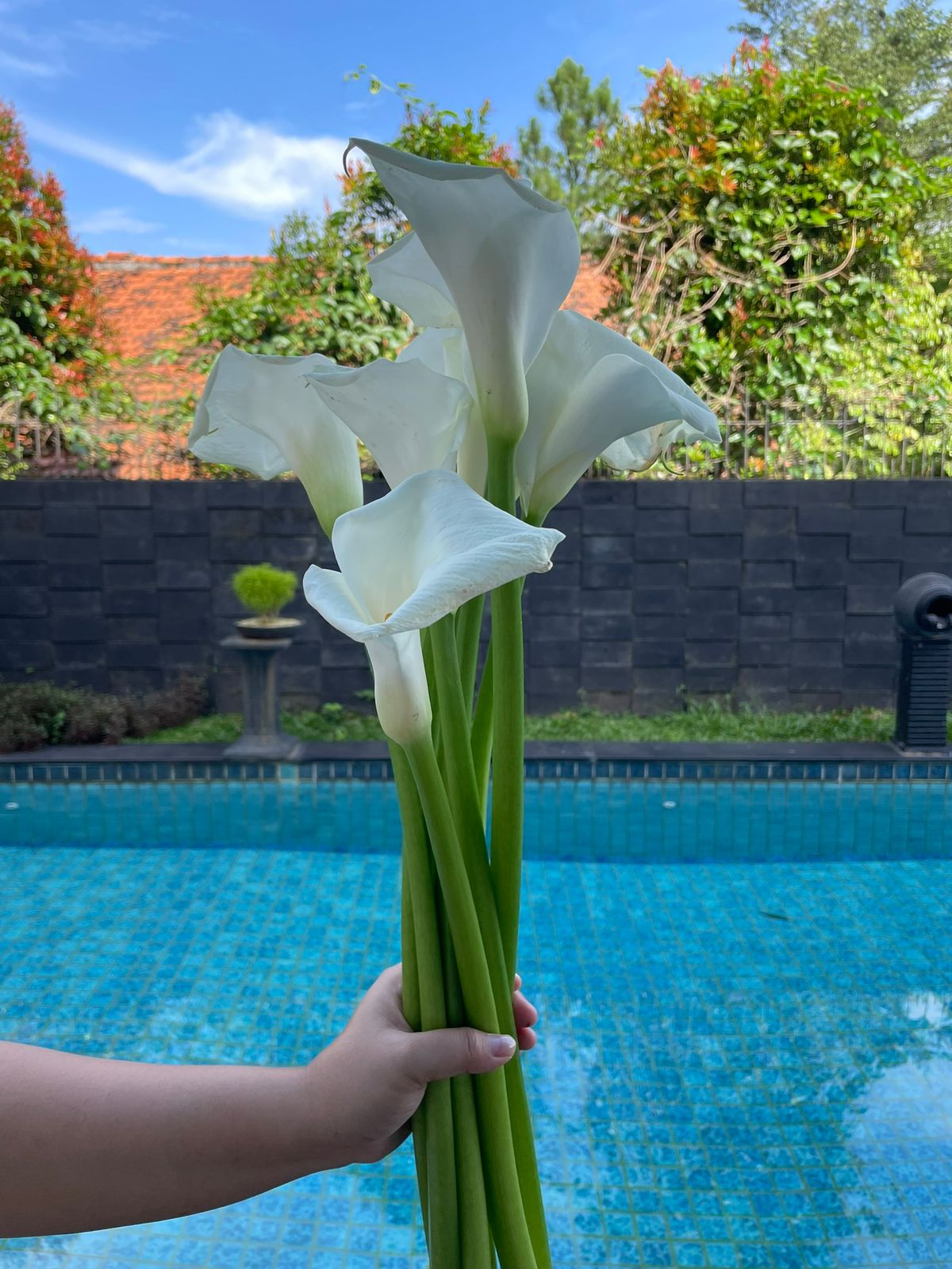 Calla Lily