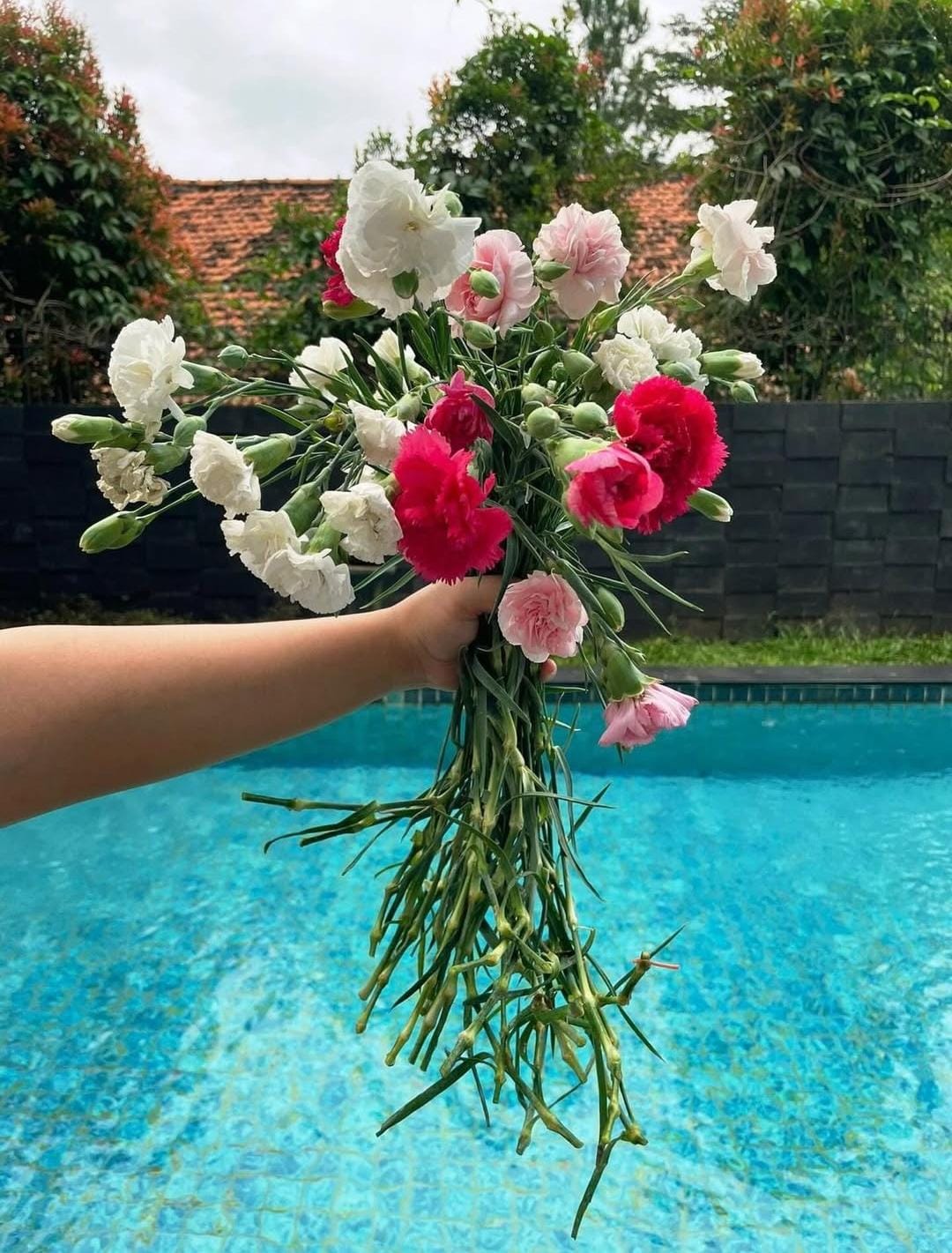 Carnation