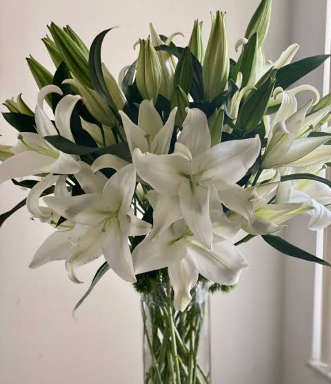 Casablanca Lily