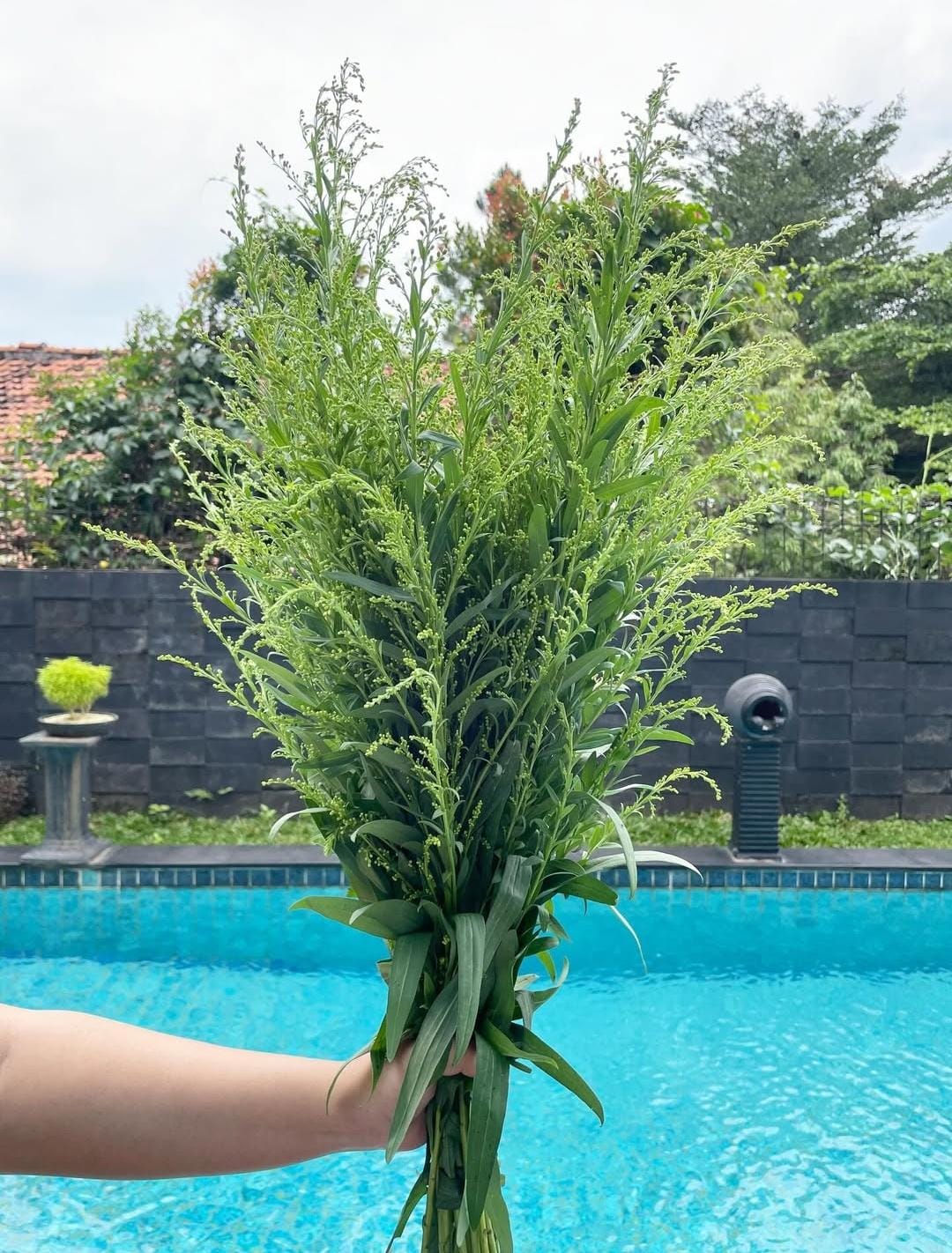 Daun Solidago