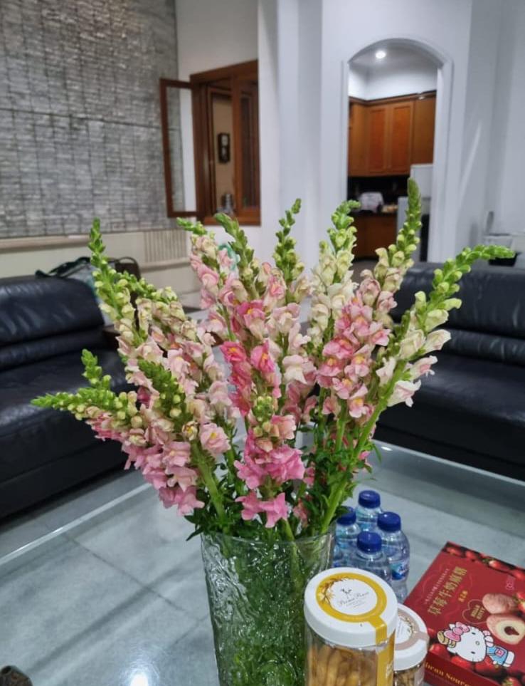 Snap Dragon