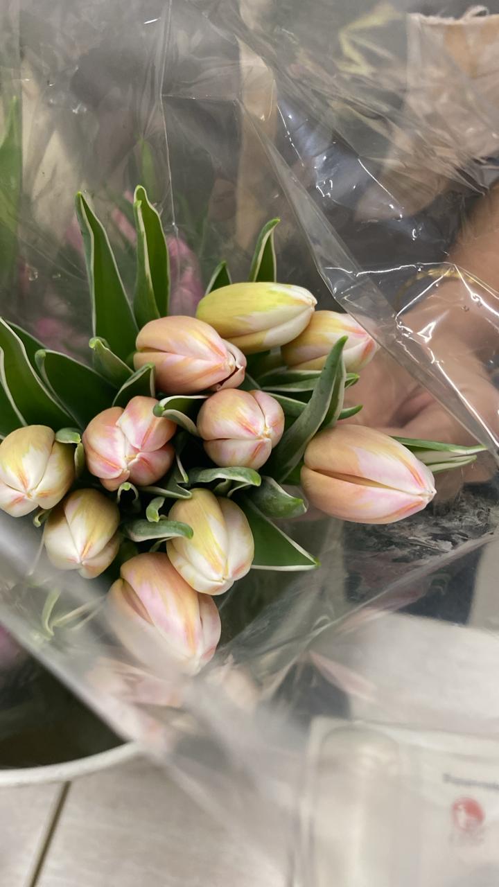 Tulip
