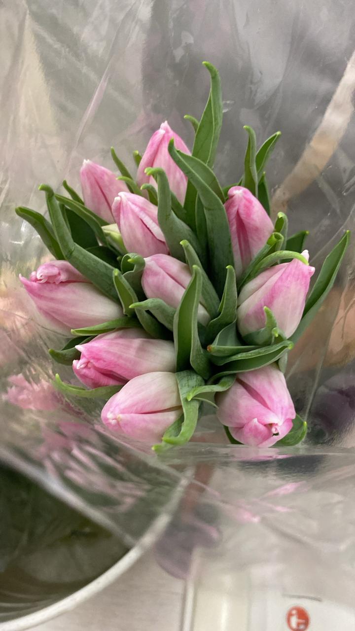 Tulip